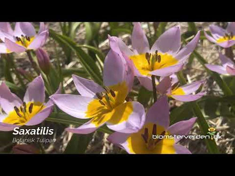 Botanisk Tulipan 'Saxatilis' / 'Lilac Wonder'